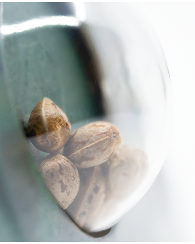 Early Pearl • Standaard