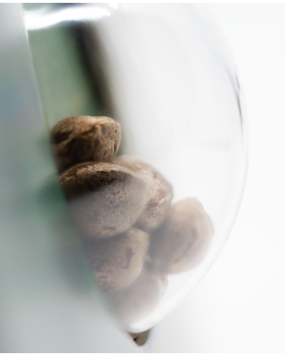 Ruderalis Indica • Standaard