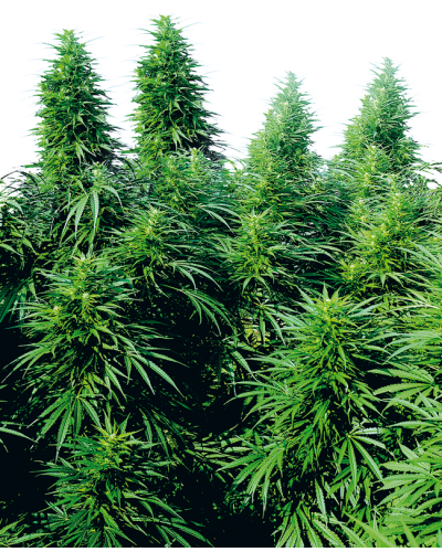 Ruderalis Skunk • Standaard