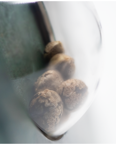 Ruderalis Skunk • Standaard