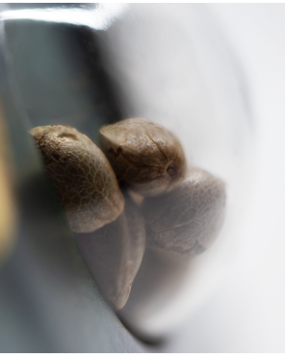 Jamaican Pearl • Standaard