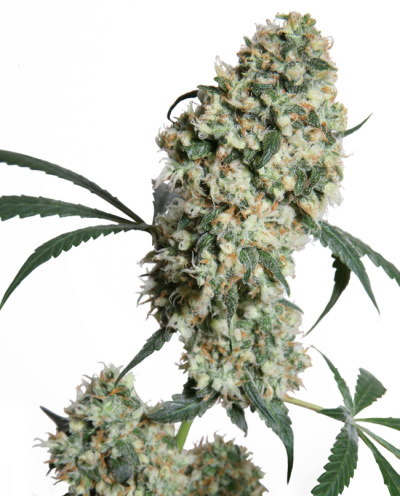 Ed Rosenthal Super Bud • Standaard