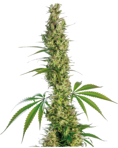 Eagle Bill© • Standaard