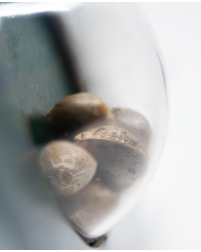 Eagle Bill© • Standaard