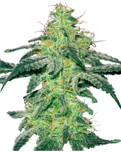 White Skunk • Standaard