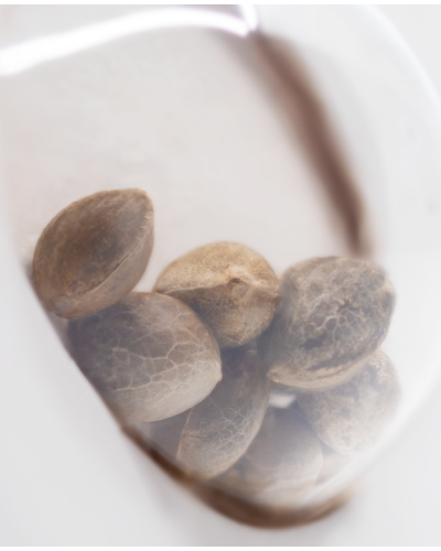 Master Kush • Standaard