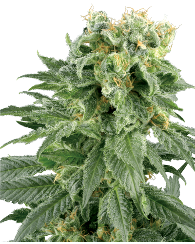 Double Gum • Standaard