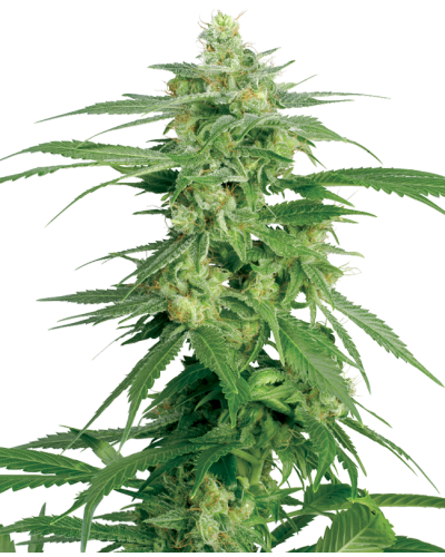 Hollands Hope • Standaard