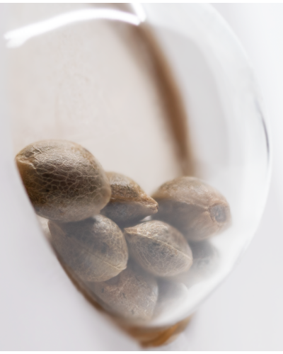 Double Gum • Standaard