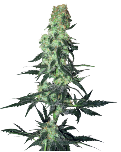 Amnesia White • Standaard