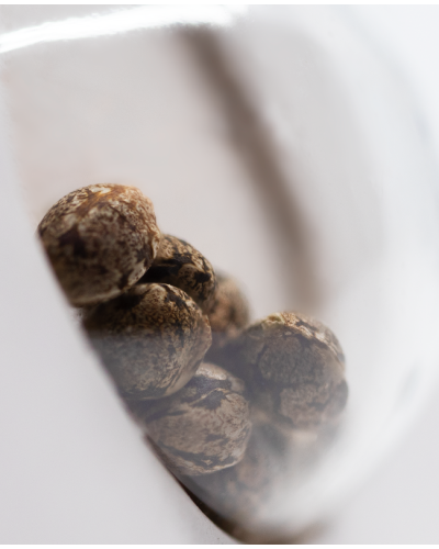 White Ice • Standaard