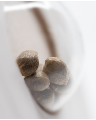 Amnesia White • Standaard