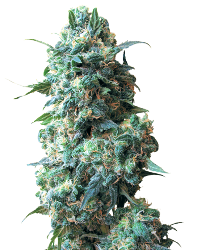 Afghan Kush • Standaard