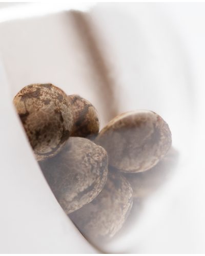 Afghan Kush • Standaard