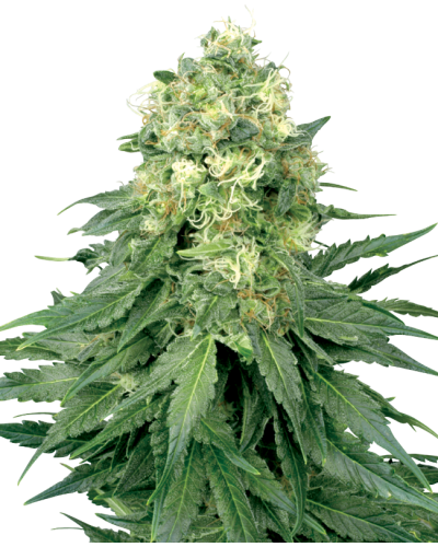 White Widow • Gefeminiseerd