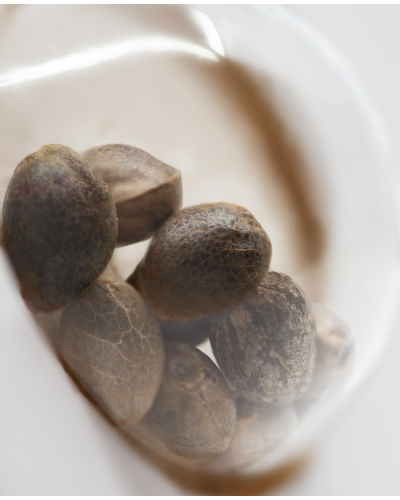 Pure Power Plant • Gefeminiseerd