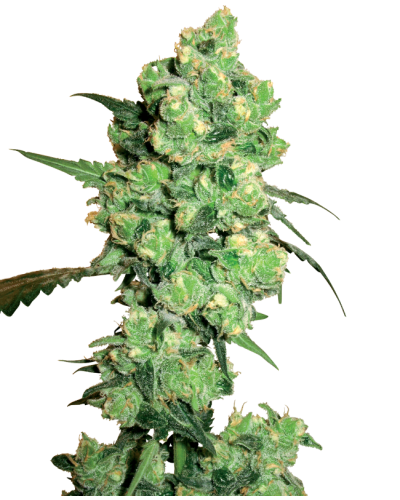 Super Skunk • Gefeminiseerd