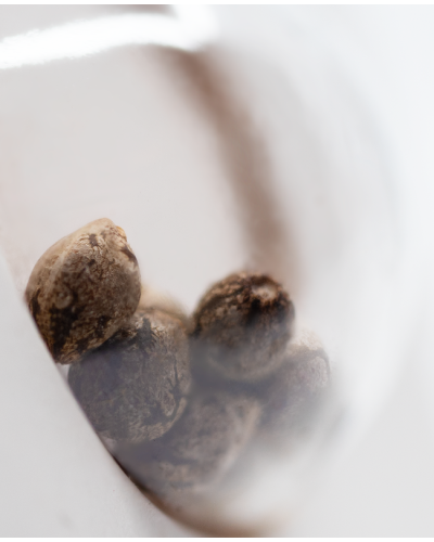 Super Skunk • Gefeminiseerd