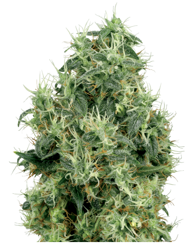 White Gold • Gefeminiseerd