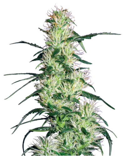 Purple Haze • Gefeminiseerd