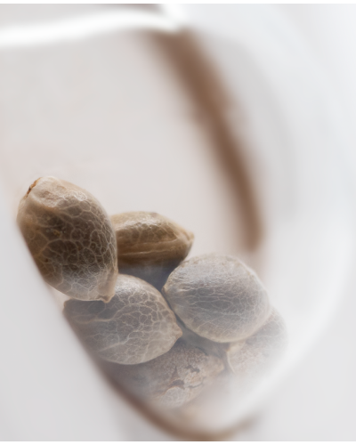 Purple Haze • Gefeminiseerd