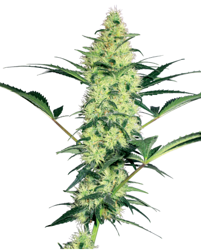 White Diesel • Gefeminiseerd