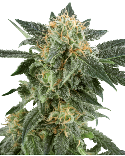 Snow Ryder • Autoflower