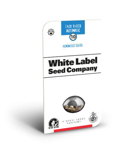 Snow Ryder • Autoflower