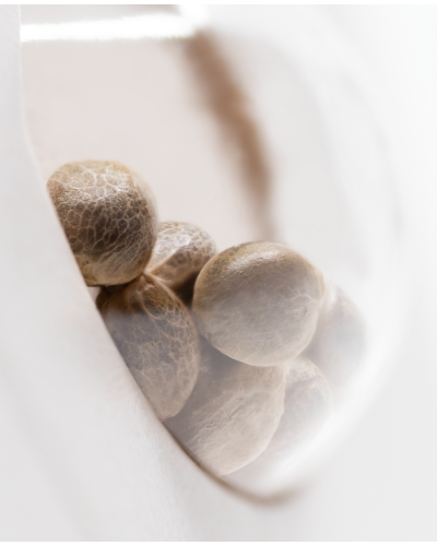 Snow Ryder • Autoflower