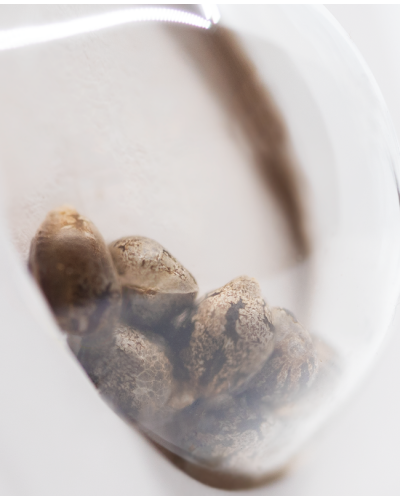 White Skunk • Gefeminiseerd