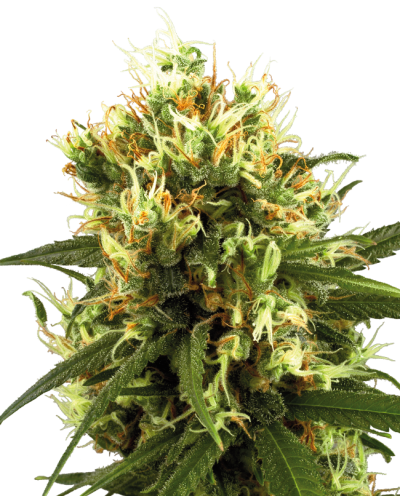 White Haze • Autoflower