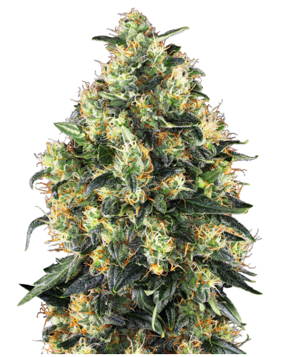 Super Skunk • Autoflower