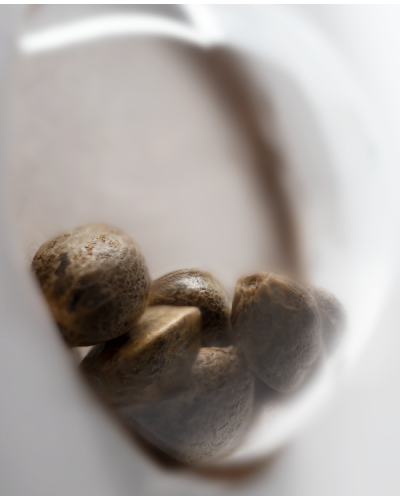 White Haze • Autoflower