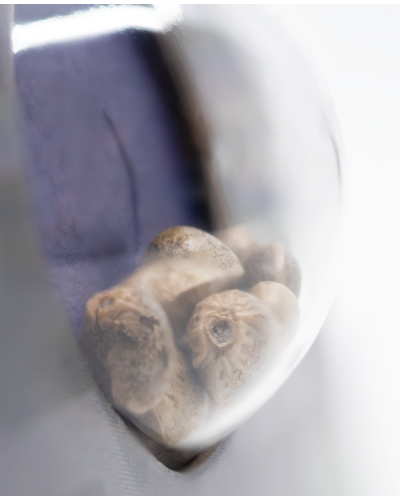 Super Skunk • Autoflower