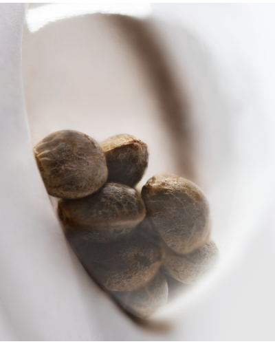 White Diesel Haze • Autoflower