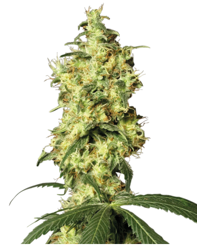 White Widow • Autoflower