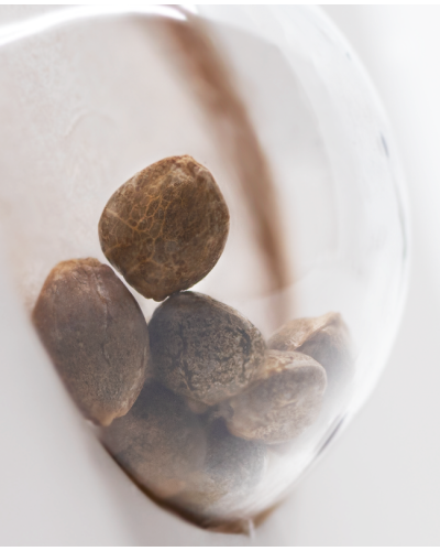 White Widow • Autoflower