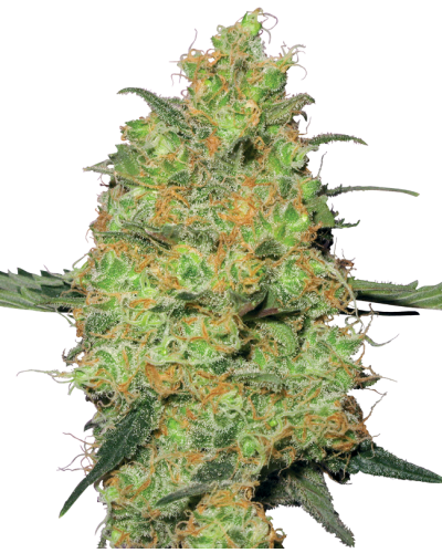 Master Kush • Gefeminiseerd