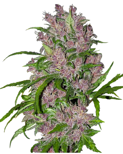 Purple Bud • Autoflower