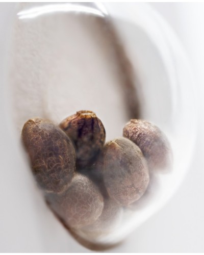 Master Kush • Gefeminiseerd