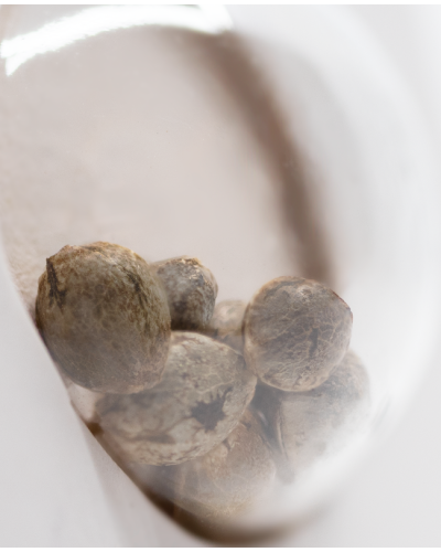 Purple Bud • Autoflower