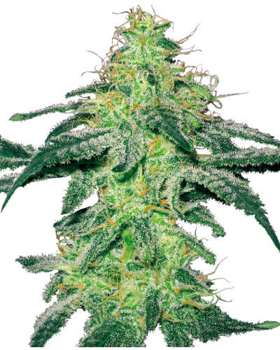 White Skunk • Autoflower