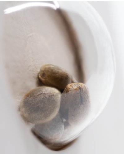 Master Kush • Autoflower