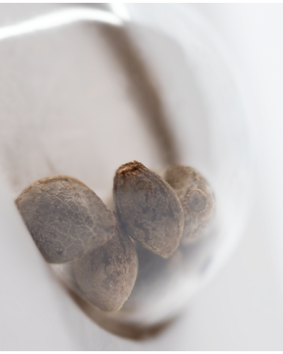 White Skunk • Autoflower