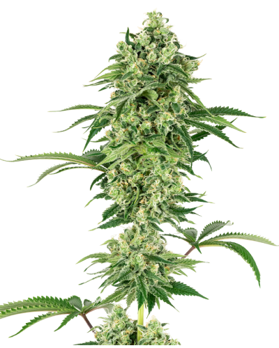 Nicole Hindu Kush • Gefeminiseerd