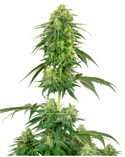 Strawberry Kush • Gefeminiseerd