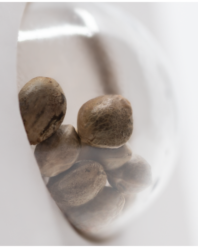 Nicole Hindu Kush • Gefeminiseerd