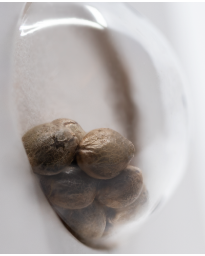 Strawberry Kush • Gefeminiseerd