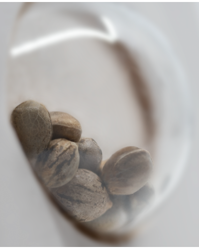 Girl scout cookies • Gefeminiseerd