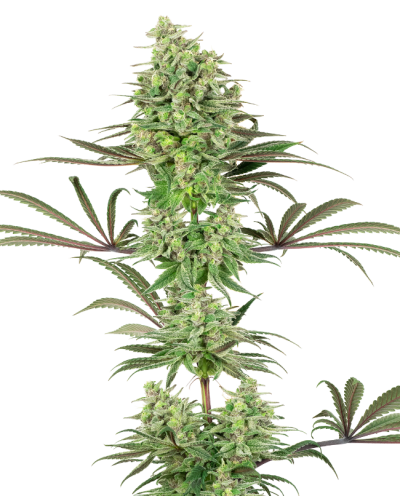 Double Banana Kush • Gefeminiseerd